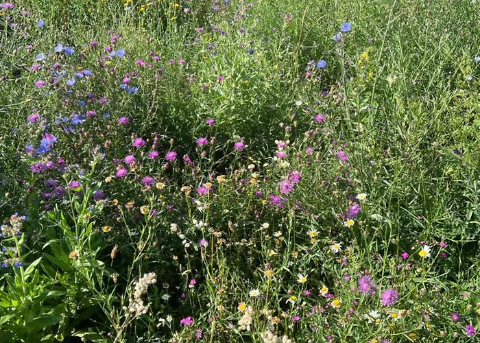 Weidezicht Nyaraló *